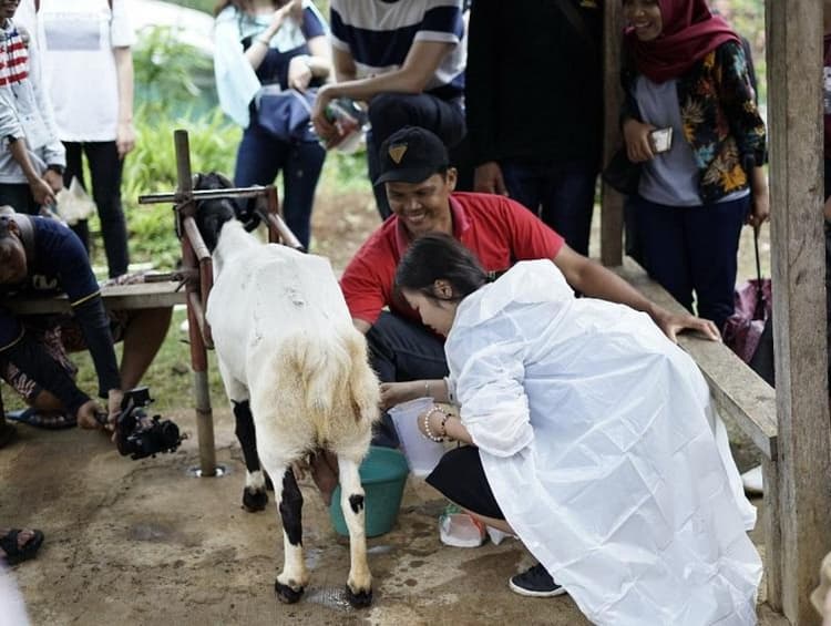 Perah susu kambing
