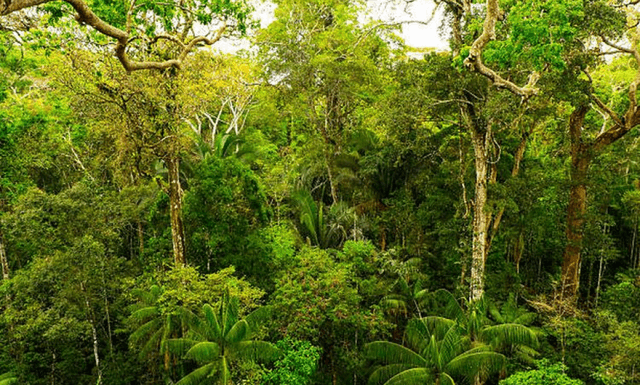 Kampanye